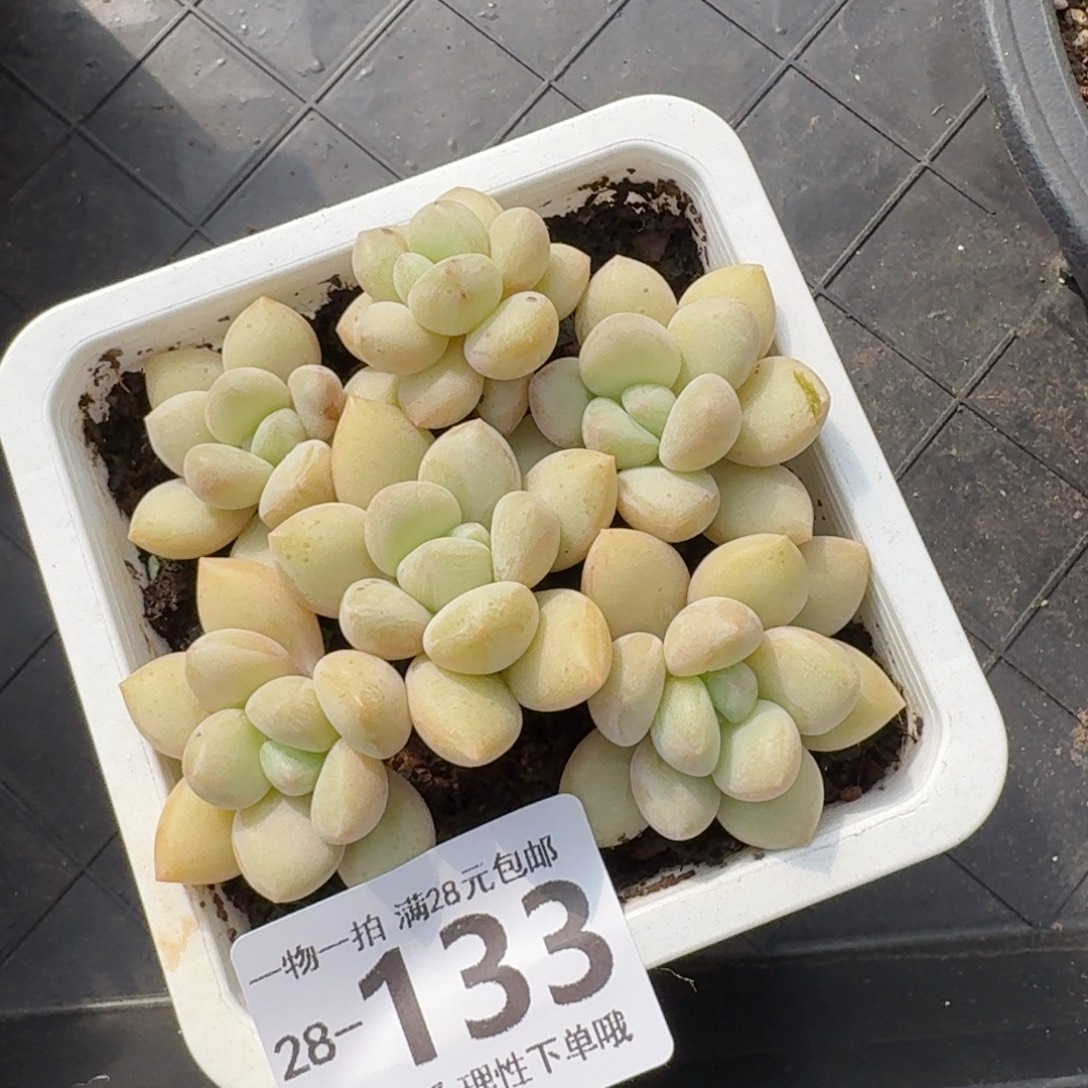 泡泡糖无盆土发货