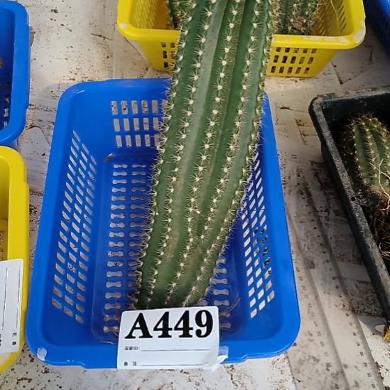 当前无花栽培后可以开花449