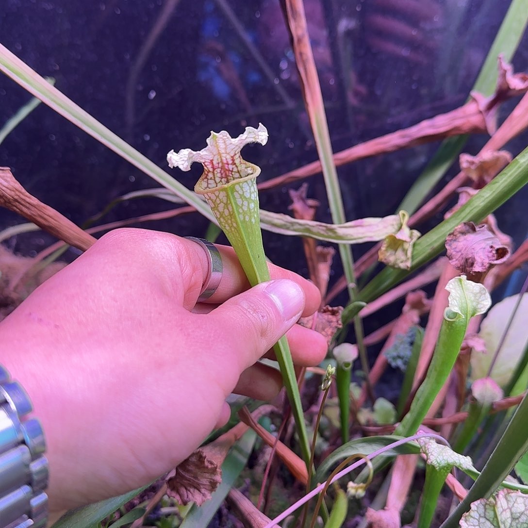 可***乐无花朵专拍白骑士