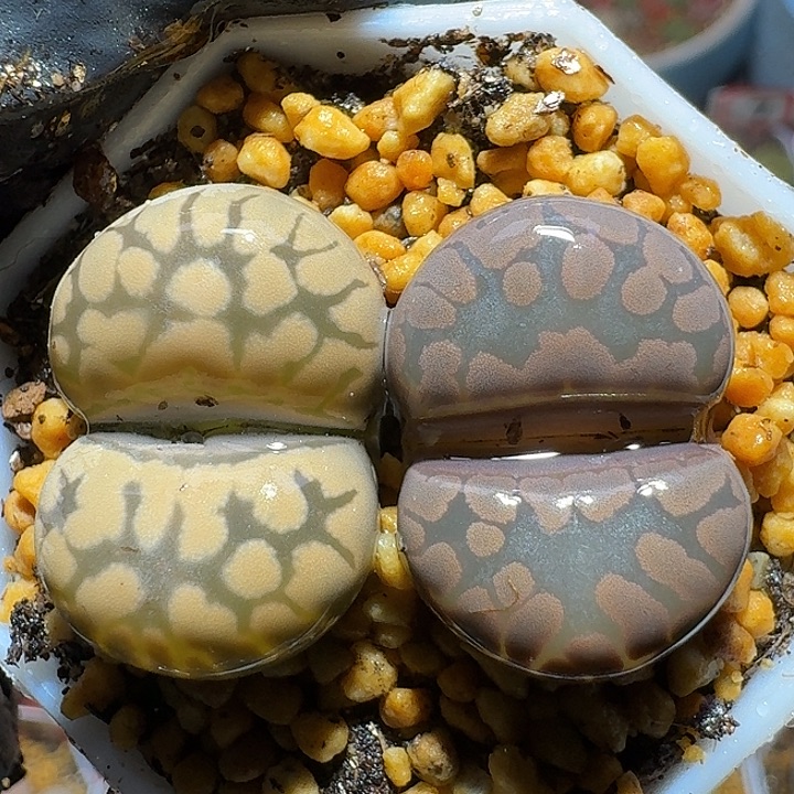 生石花33:：：。  60号