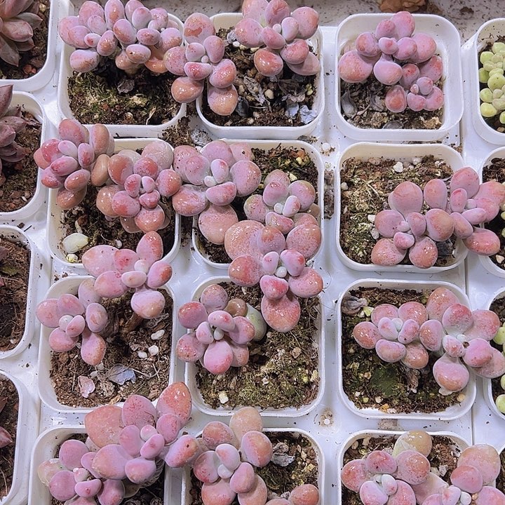 双头桃蛋19包邮多肉植物