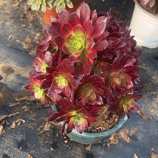 多肉植物安娜锦35