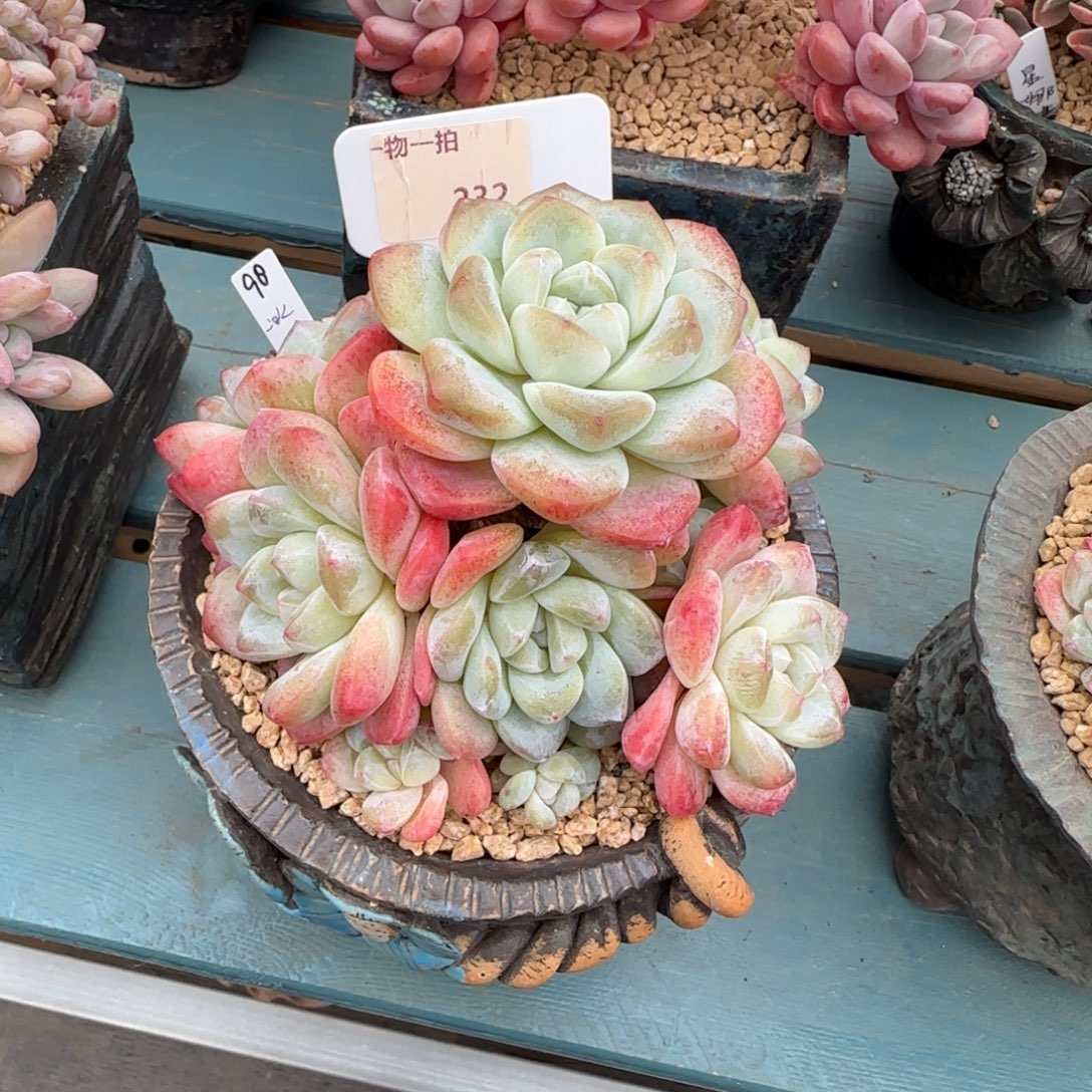 旺***干解忧一物一拍232冰玉