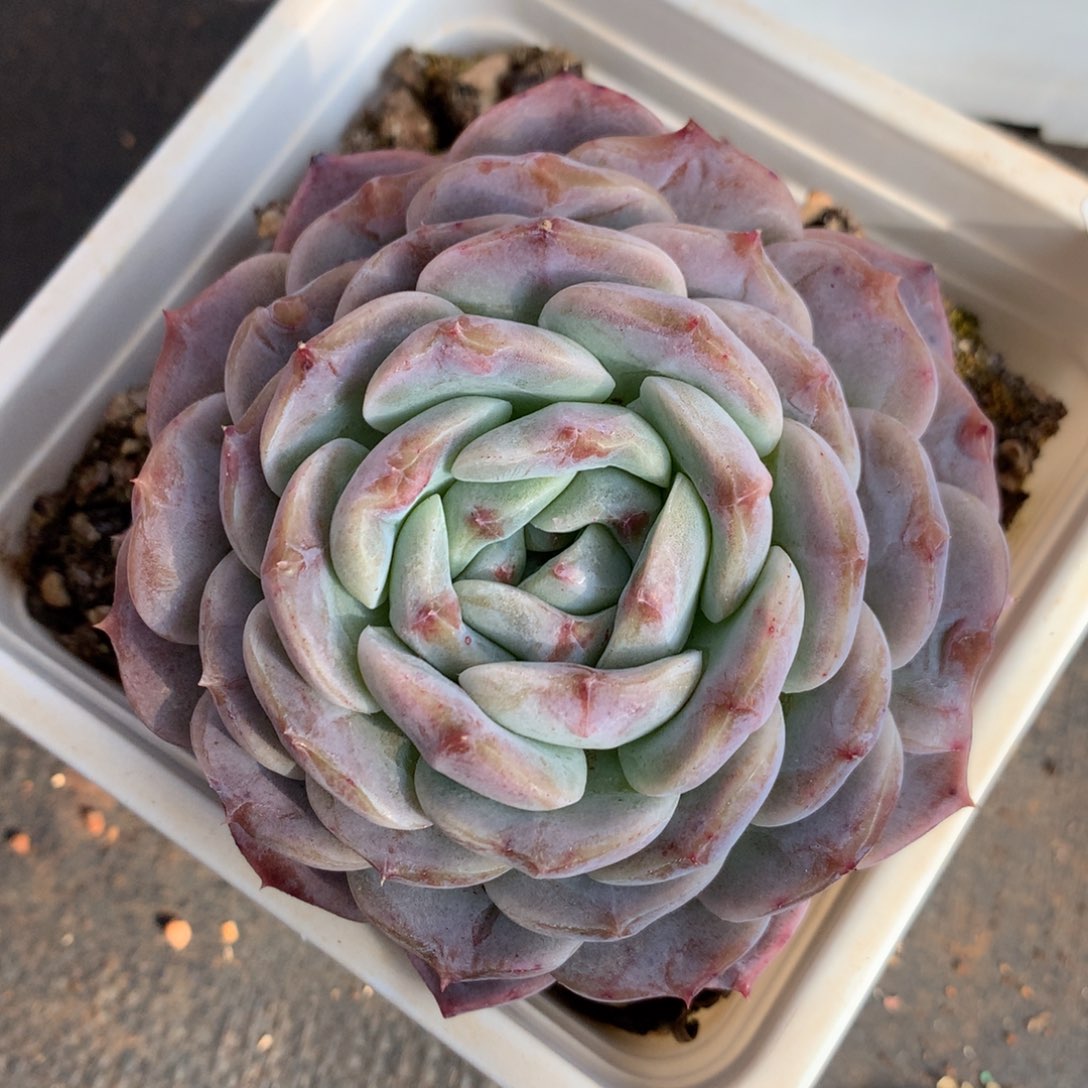 21    新年快乐发发发