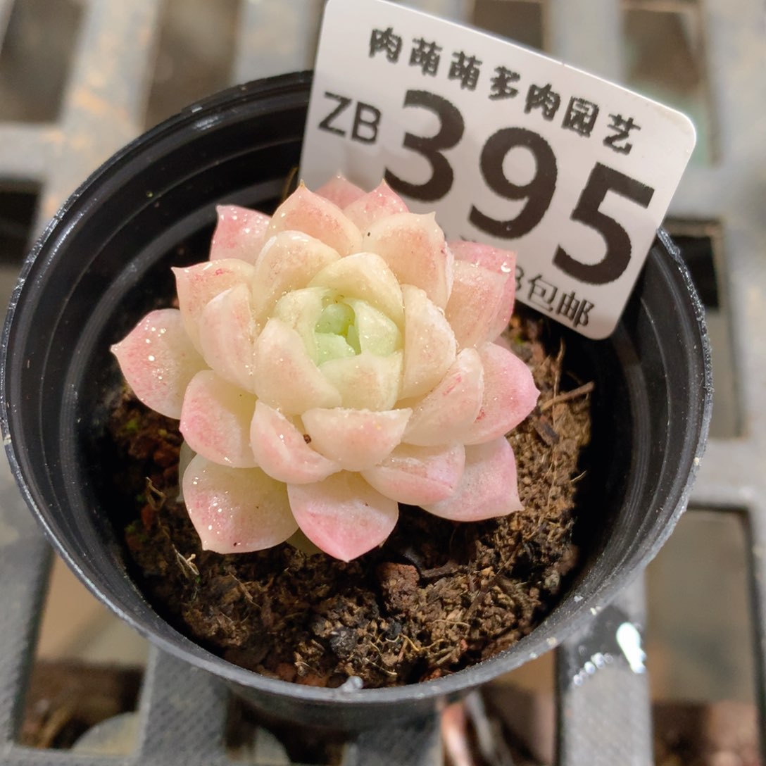 肉萌萌拇指盆精控多肉ZB395