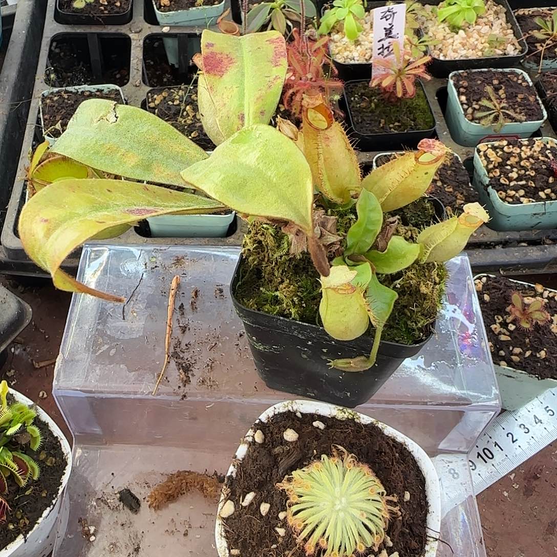 完全开放绿苹果猪笼草