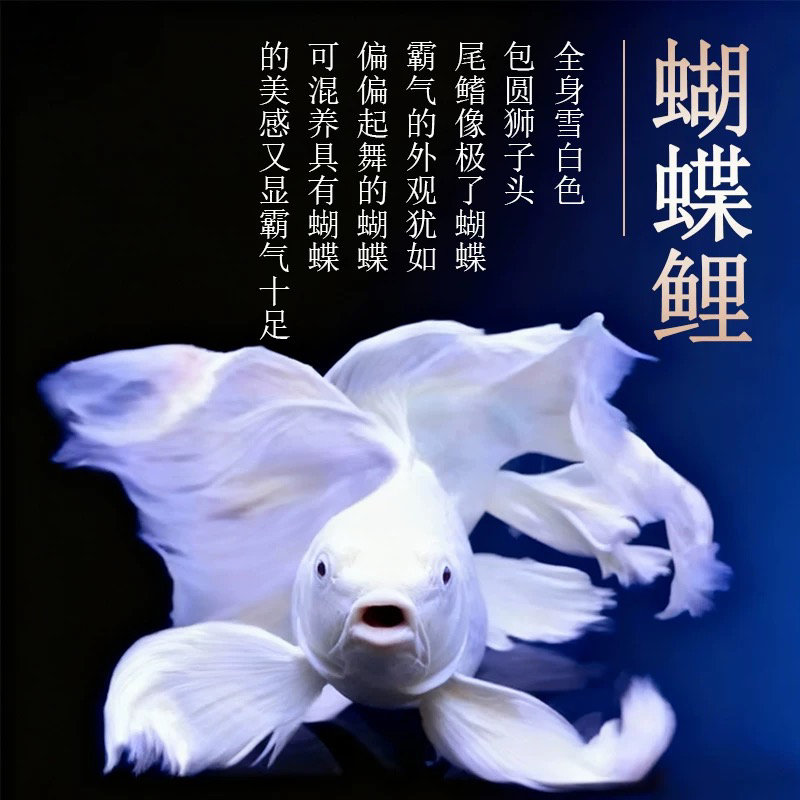 白色短身10-15白饲养蝴蝶鲤观赏鱼好养短身长尾适合混养