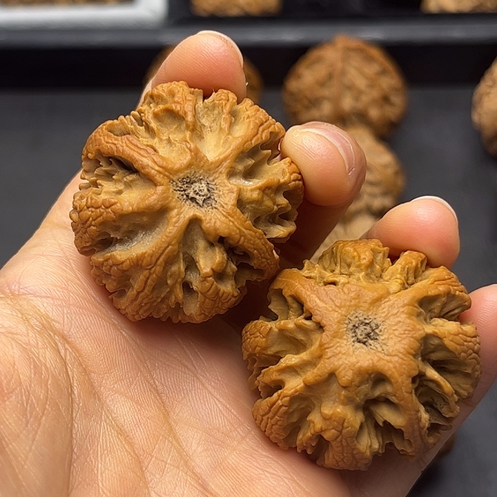 核桃秦岭突突突突突