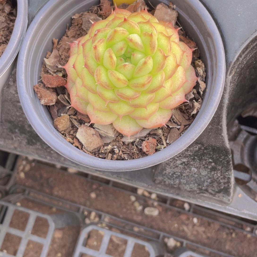 975号 全状态绿菩提