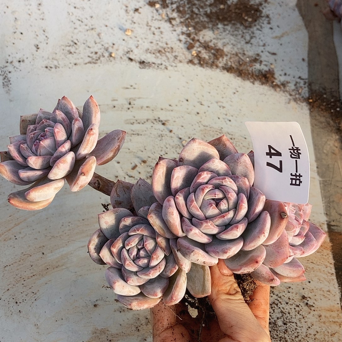 47 一物一拍不退不换