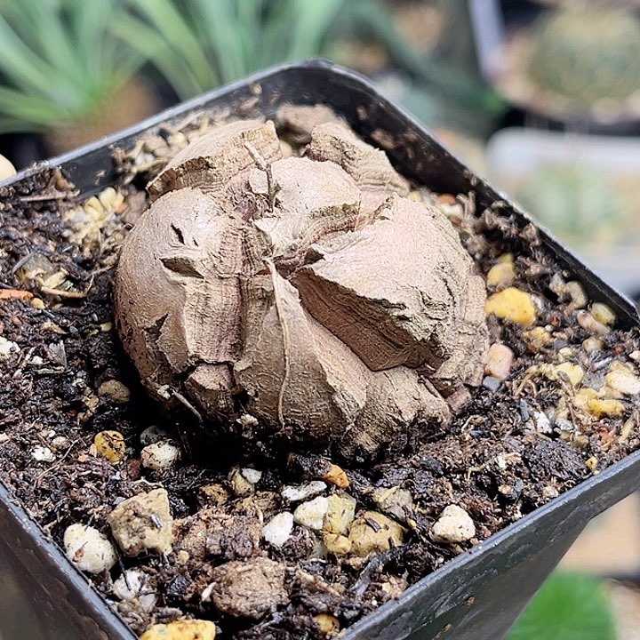 南非龟甲龙实生球3.8公分