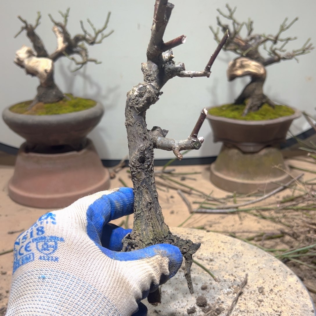 亲***情无花朵原生红须朱砂梅花