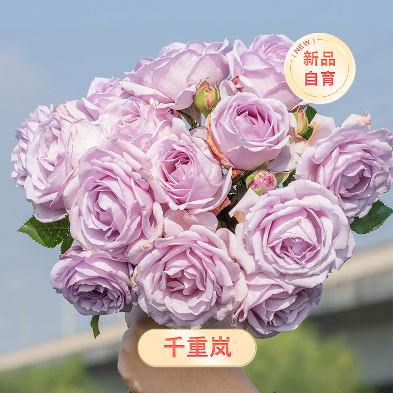 天狼月季 千重岚 自育丰花 庭院花园观赏花卉盆栽苗