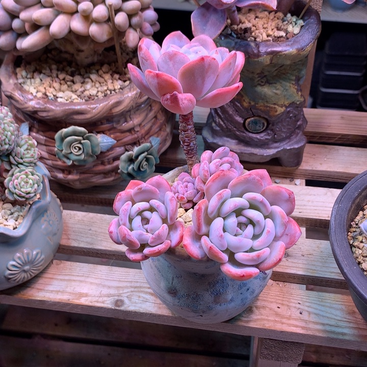 忘记了多肉植物x t x h c g v