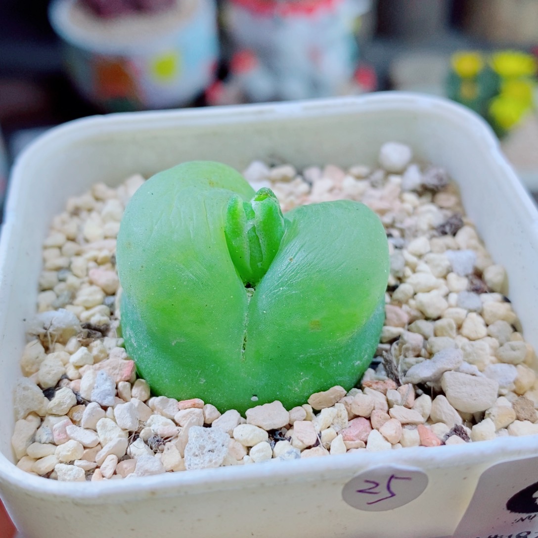 生石花花花花花830