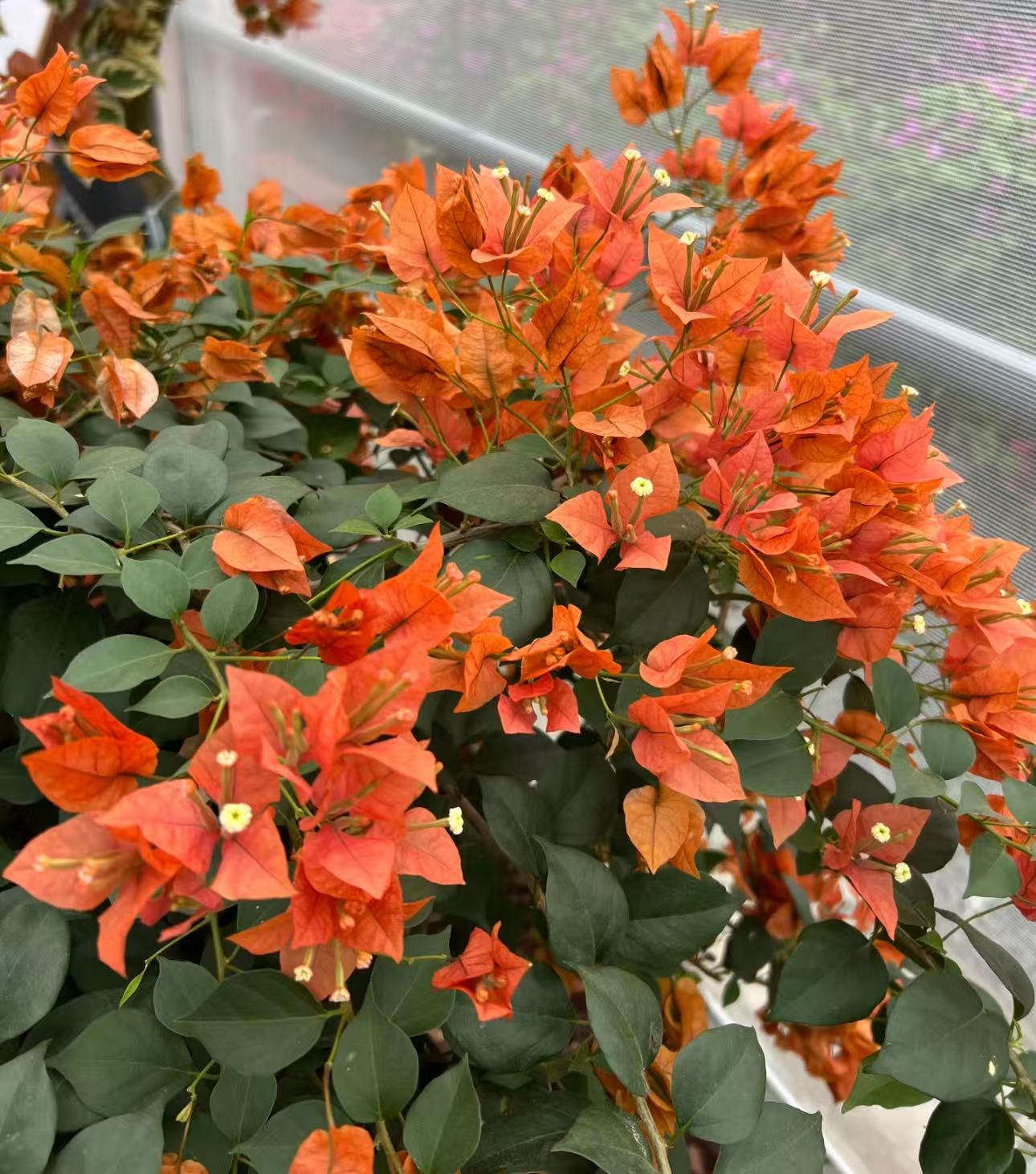 （布里扎）三角梅四季勤花品种原生大红盆易爆花带花发货三角梅盆栽