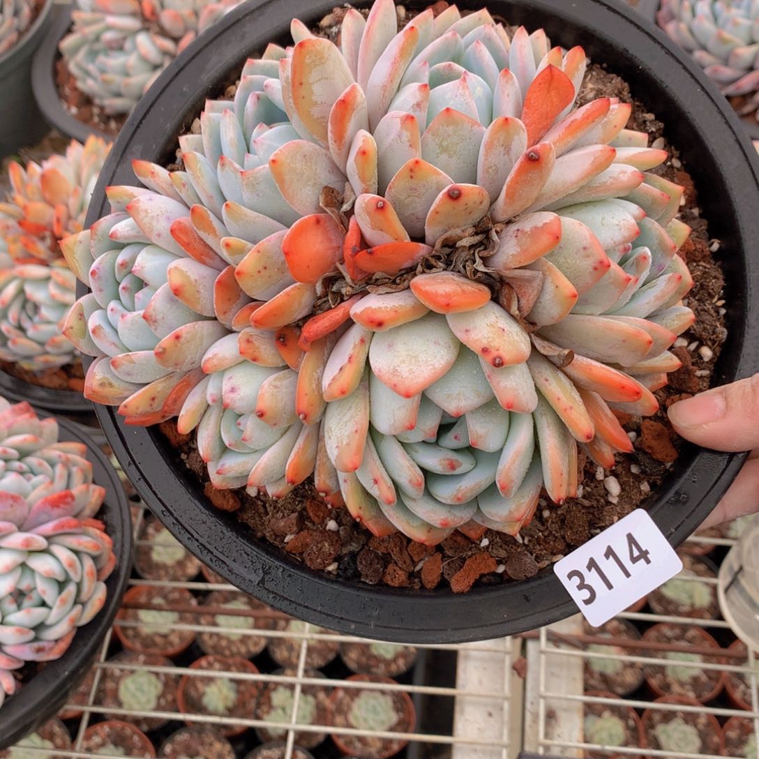 3114多头一个小孩子都要