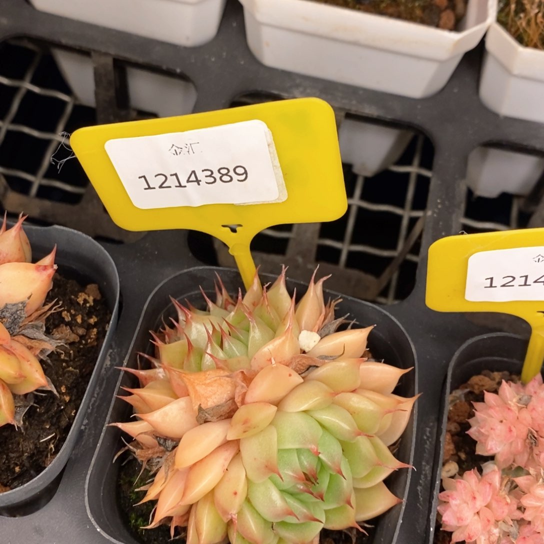 福利多多。1214389