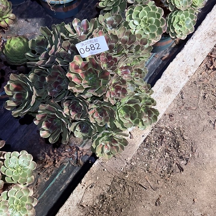 0682女巫中班多肉植物