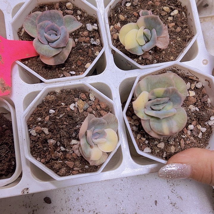 可爱玫瑰锦托土发货19包邮