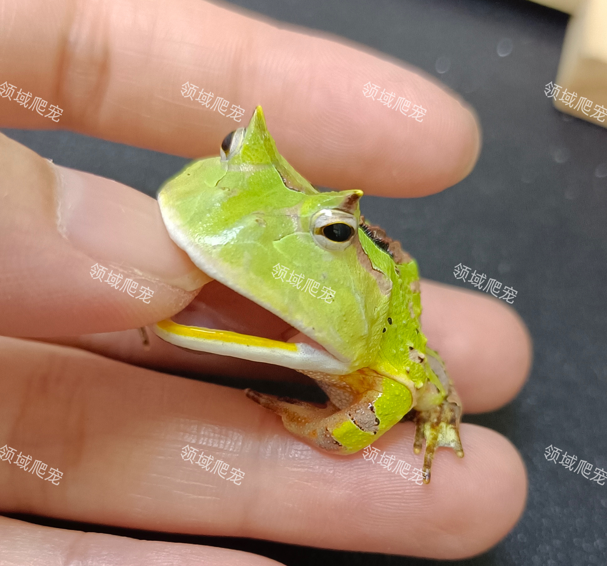 霸王角蛙宠物异宠小宠物两栖爬宠