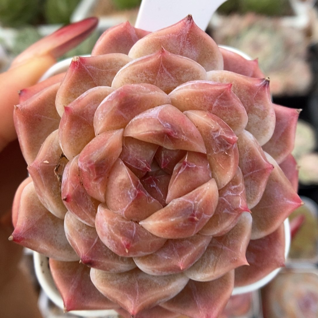 暗纹冰魄可拍4738号。   