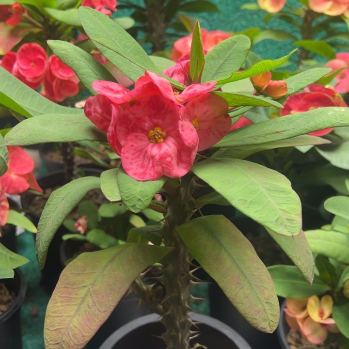 泰品扦插一物一拍