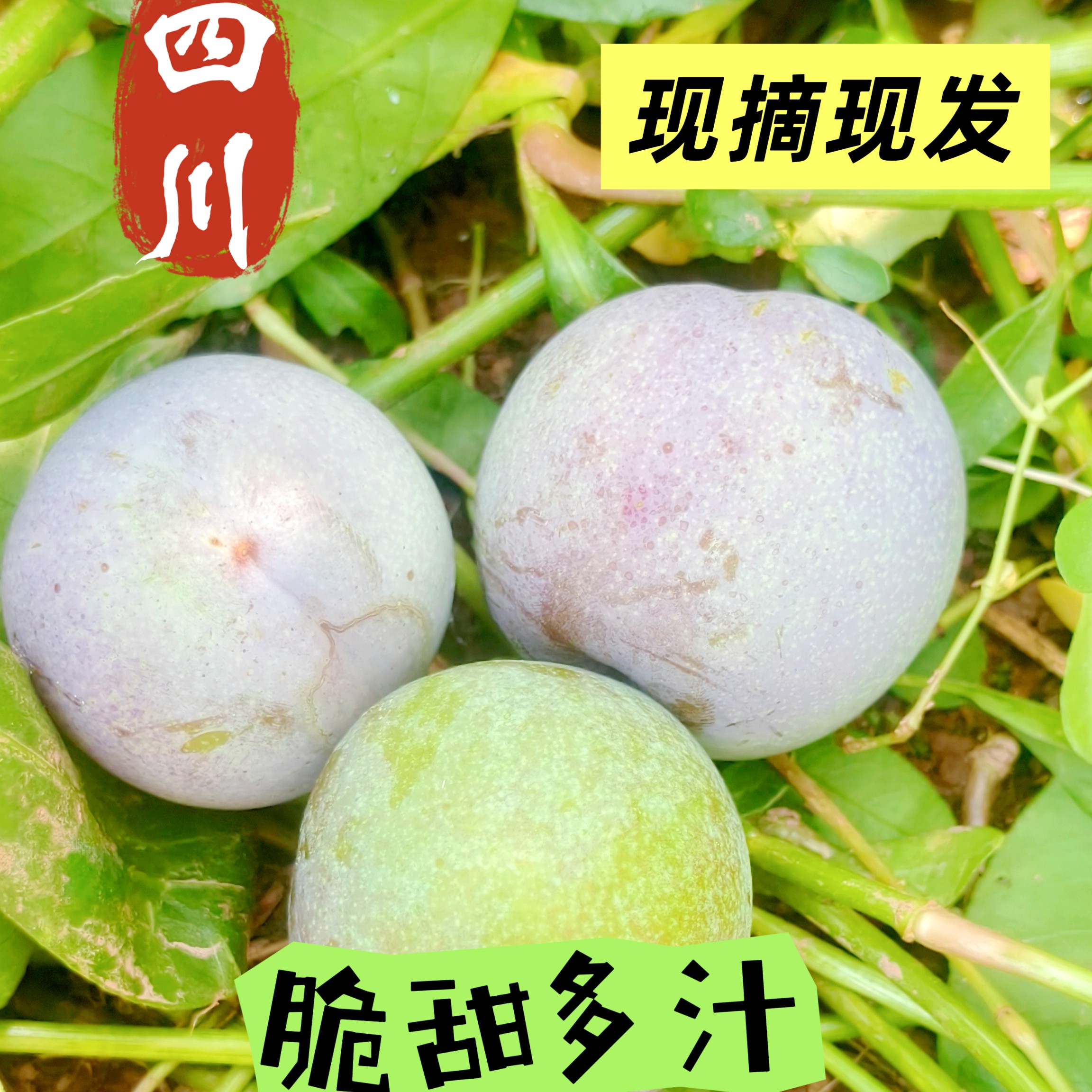 四川高山红新鲜现摘超大多汁应季茵红李青红超大味