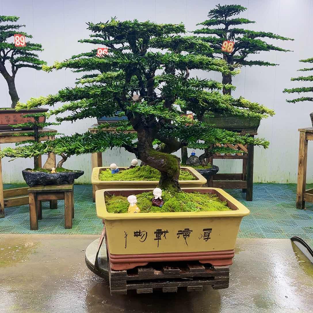 完全开放罗汉松盆景艺术