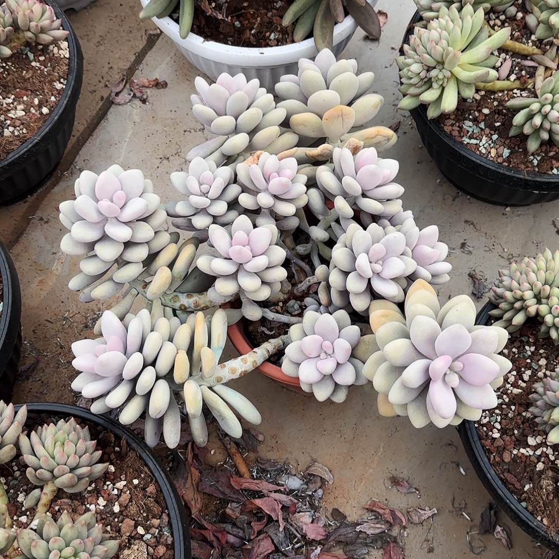 苏***非无花朵桃蛋5个哟吧