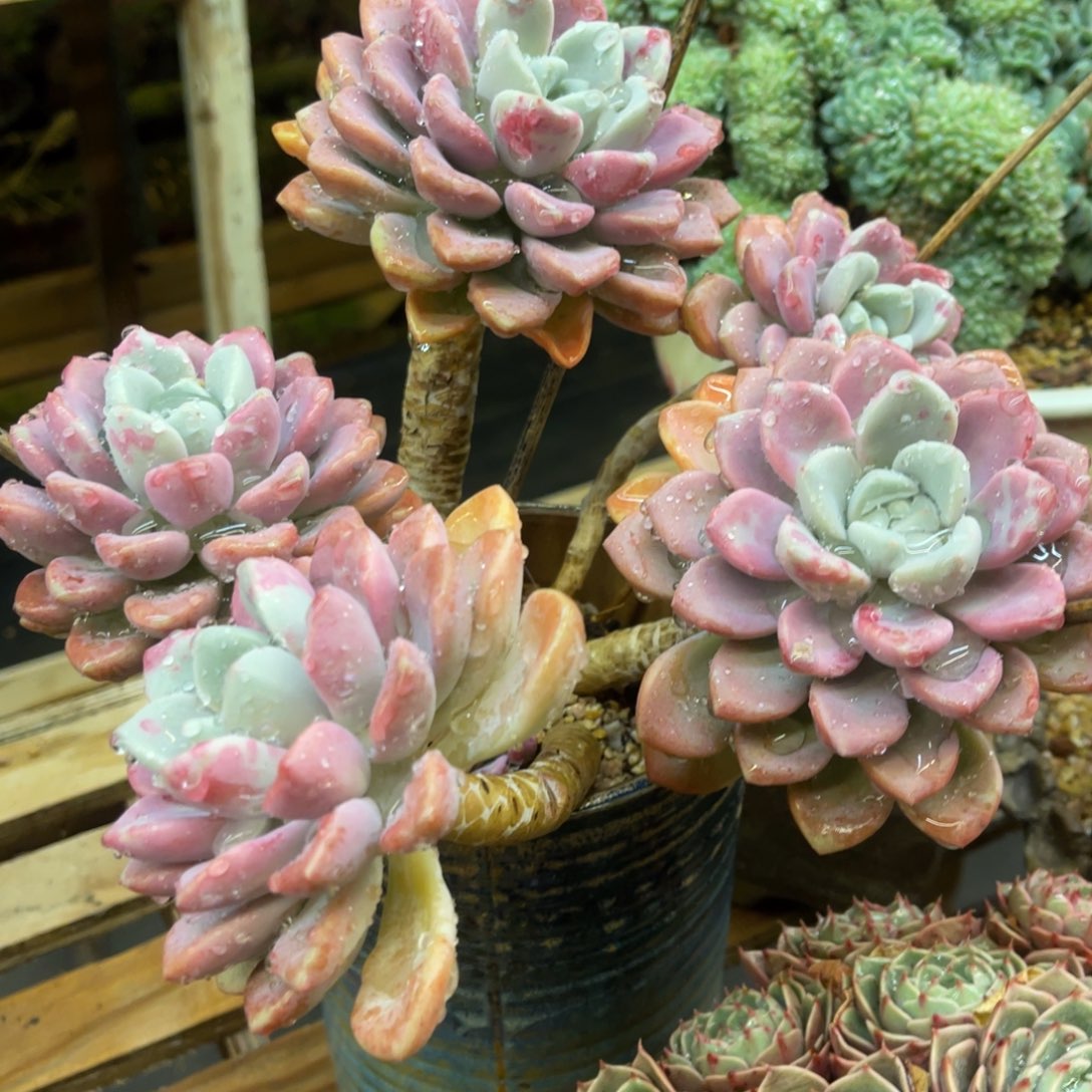 心***情88686686868866886868668