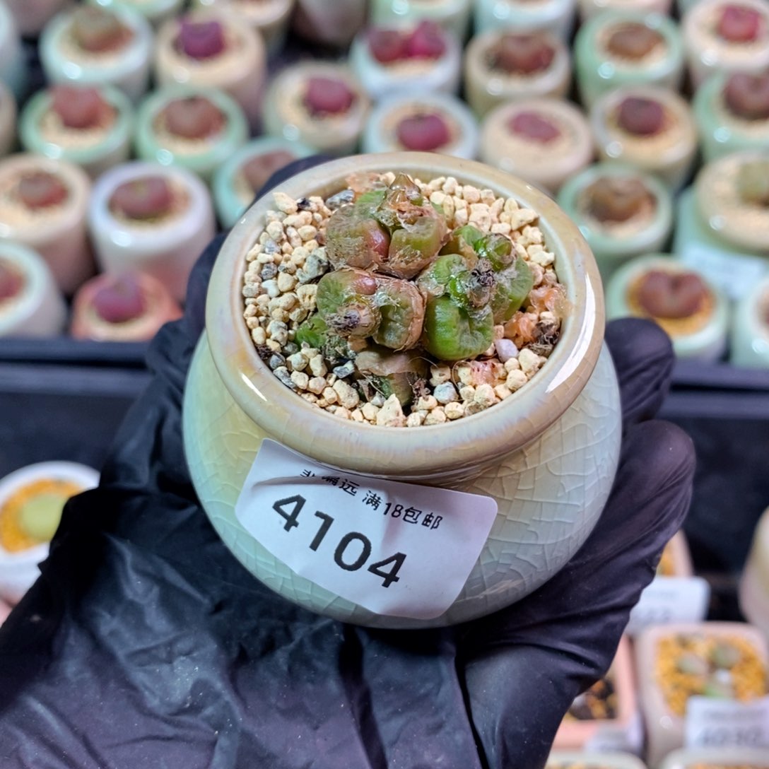 4104--一物一拍 带盆