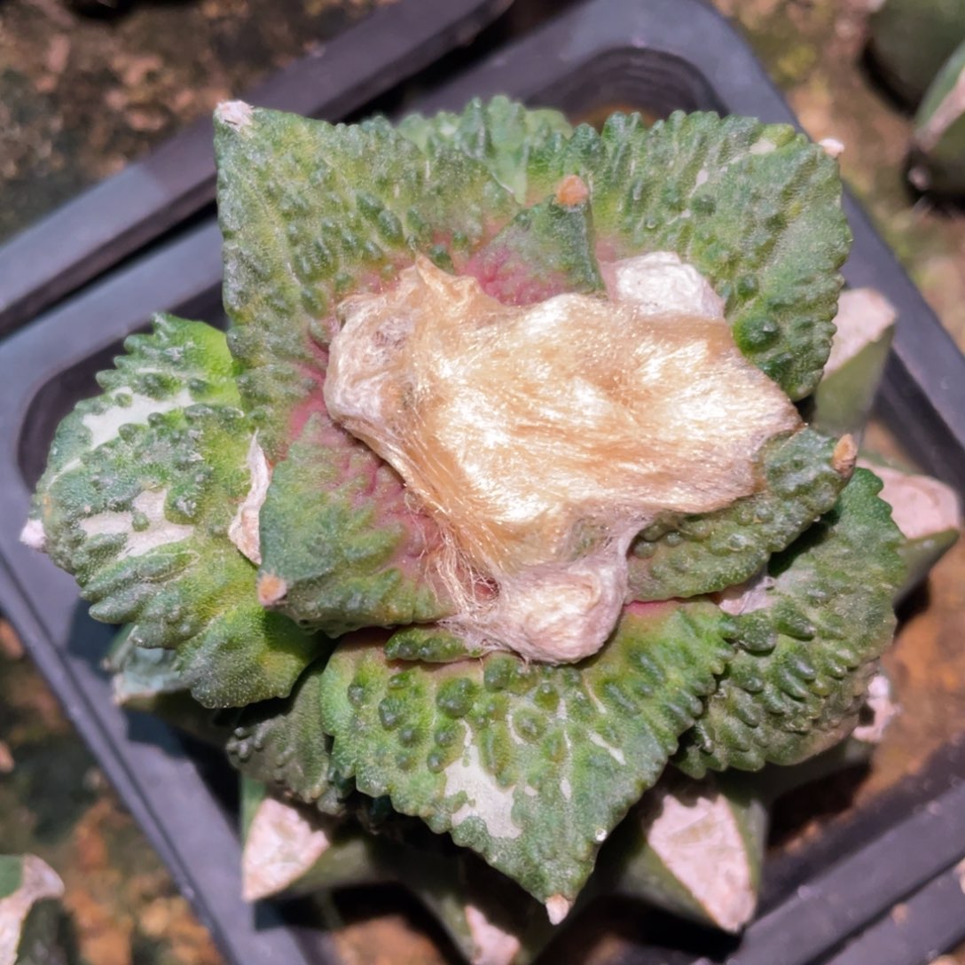 精选宽犹哥怒 仙人球开花