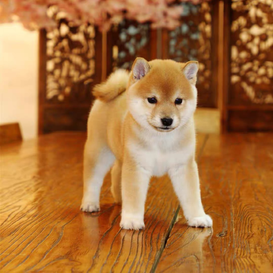 柴犬幼犬宠物狗活体
