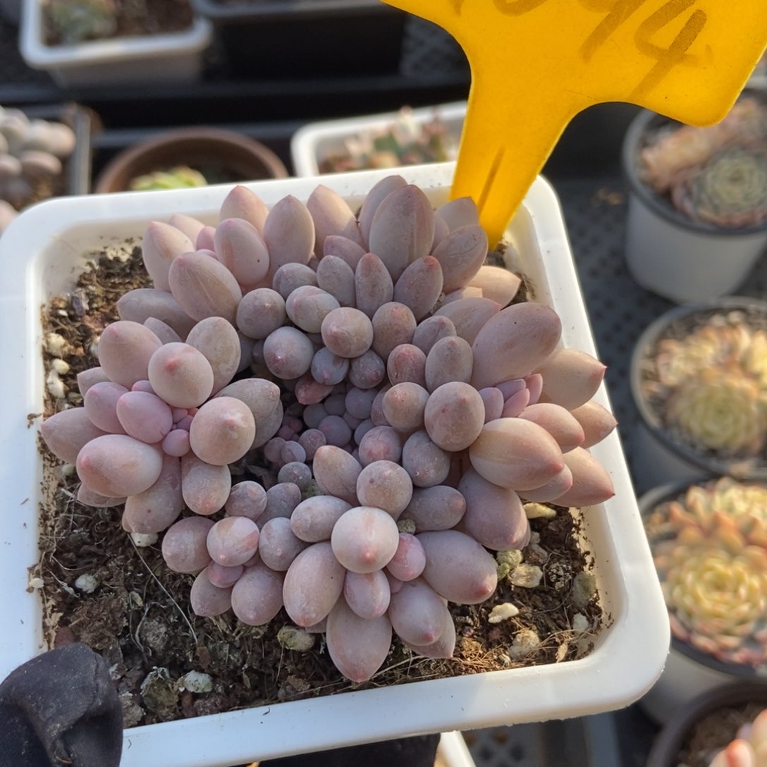 1094婴儿手指多肉植物