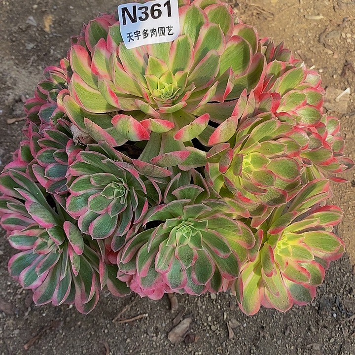 多肉植物孔雀玲361多肉