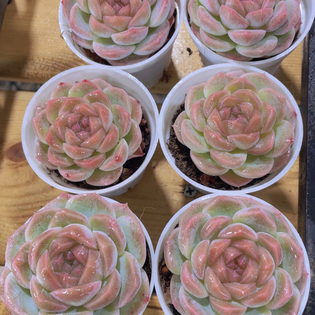 550号 厚叶雪梨珍妮单头一个