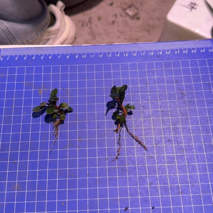 无花朵辣椒榕野猪福利