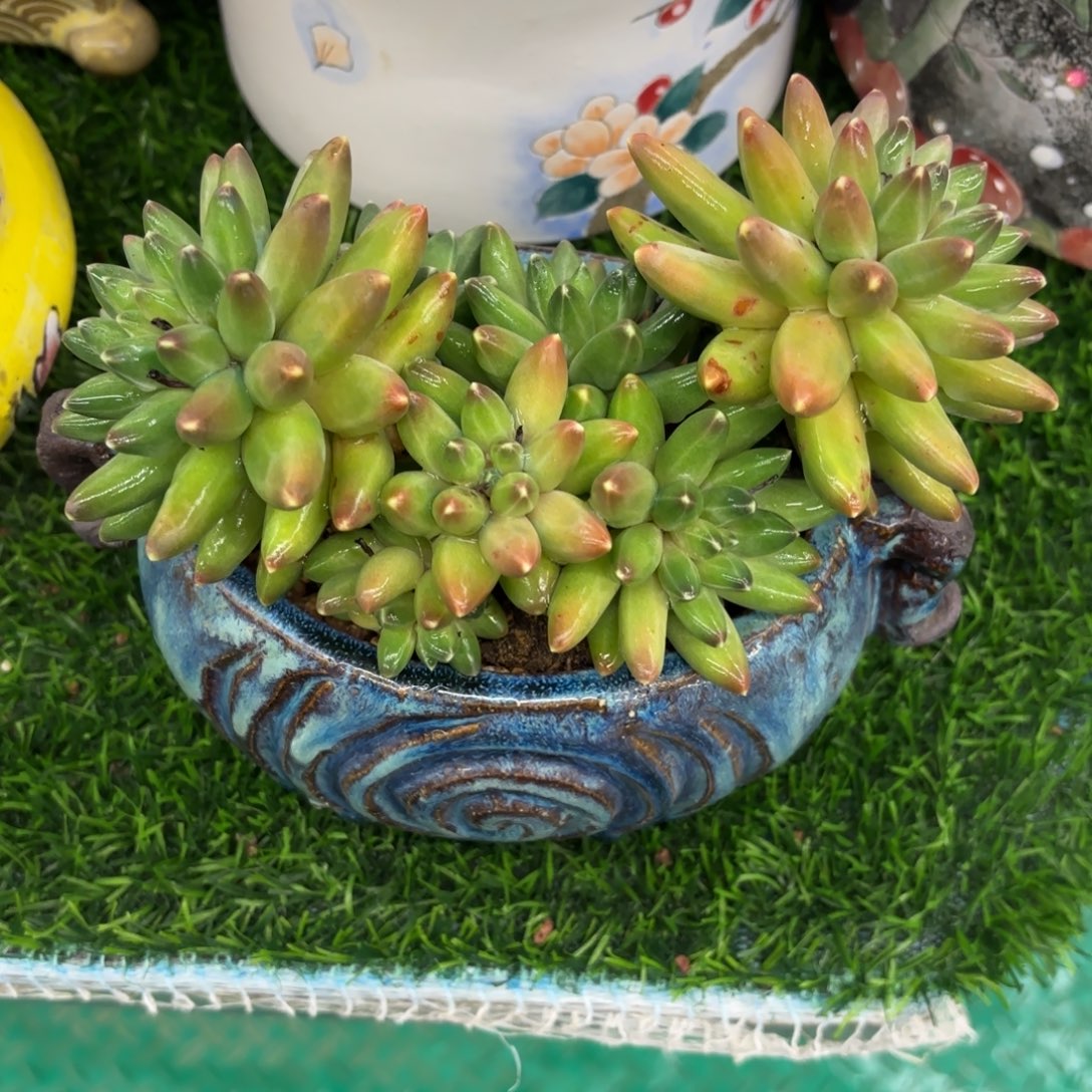 伊卡露一棵11月9日