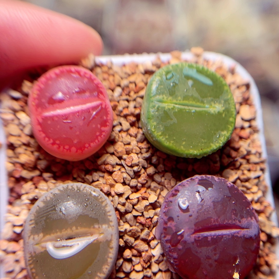 327号带盆盆包邮发货