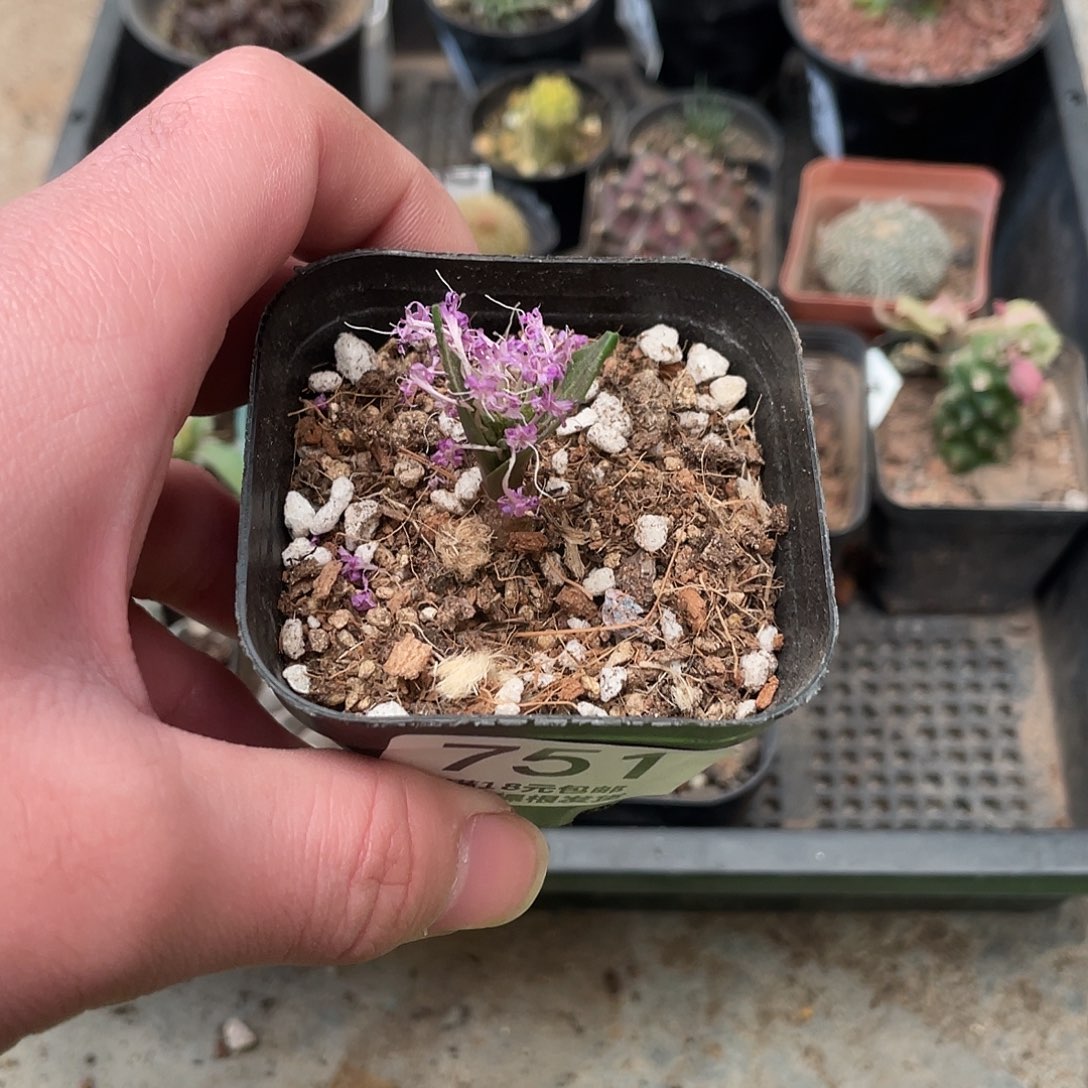 751侏儒立金花（满18包邮）