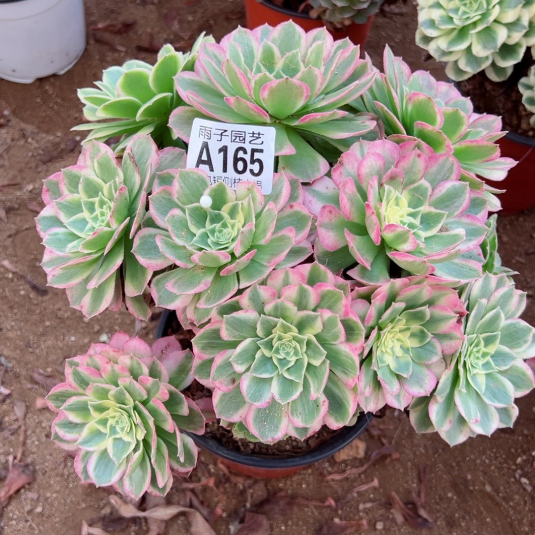 165海王尺寸25左右