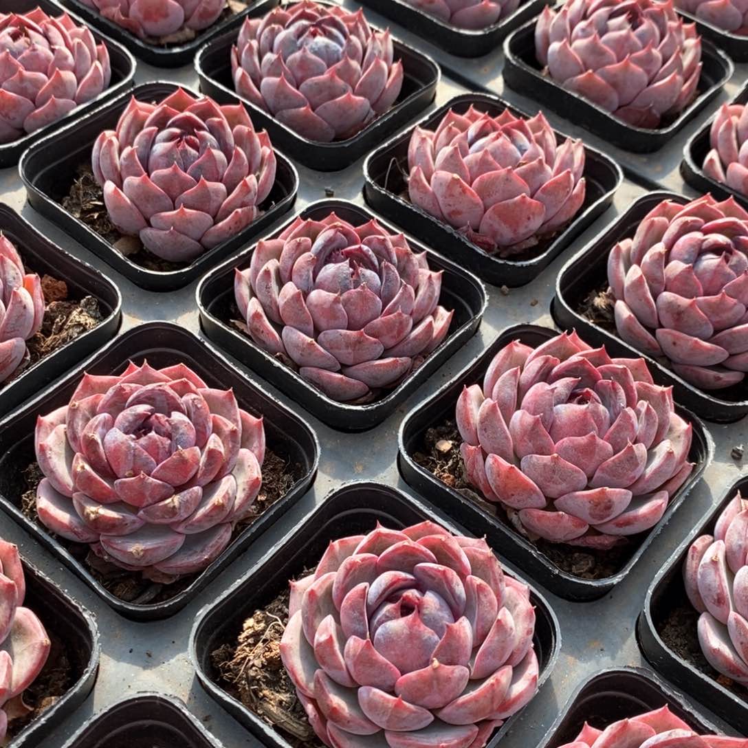 82蓝莓单头 福利多多