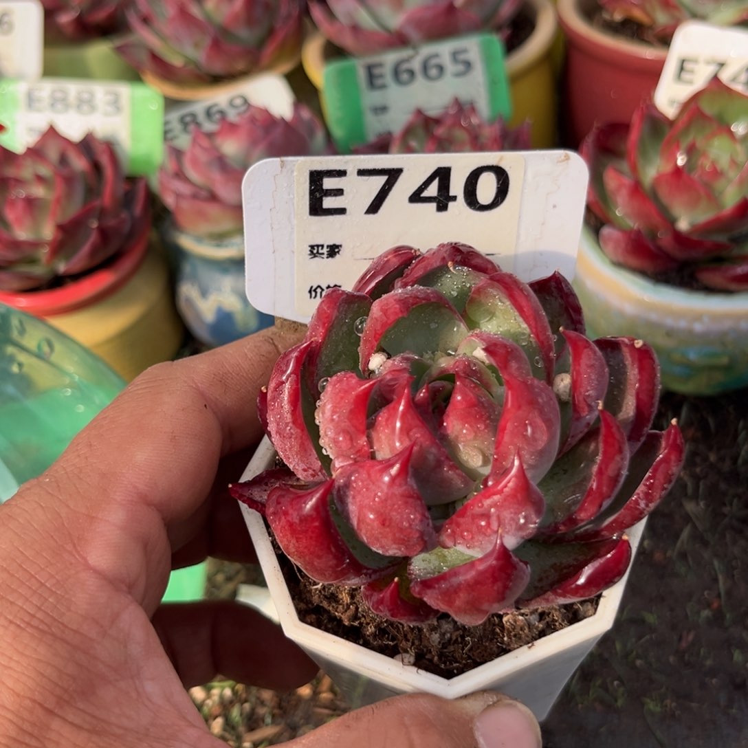 惊鸿一瞥740号多肉