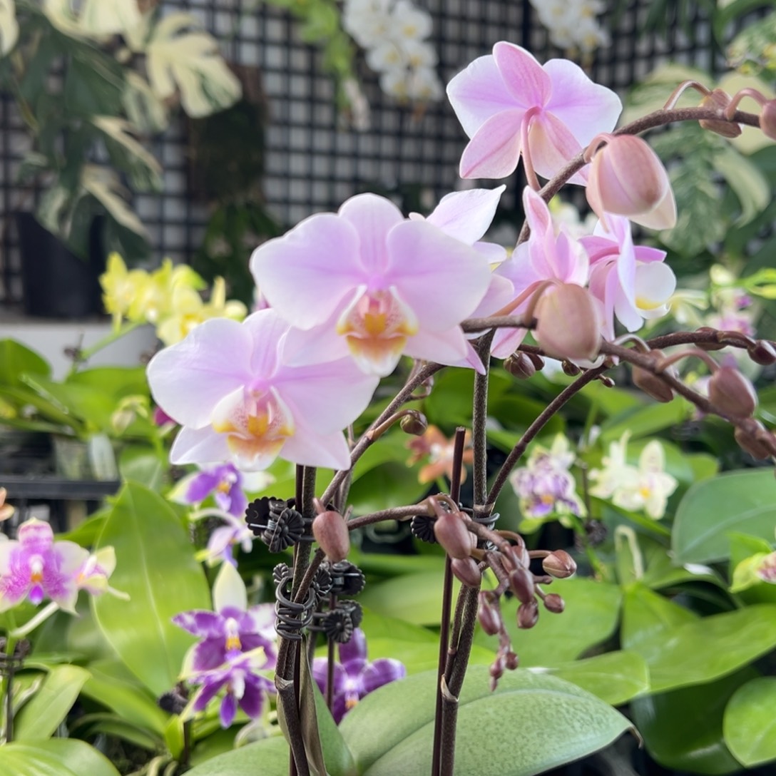 完全开放7号，3.5寸槟榔西施，68米