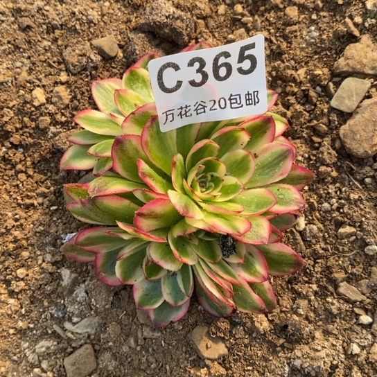 365万白多肉植物