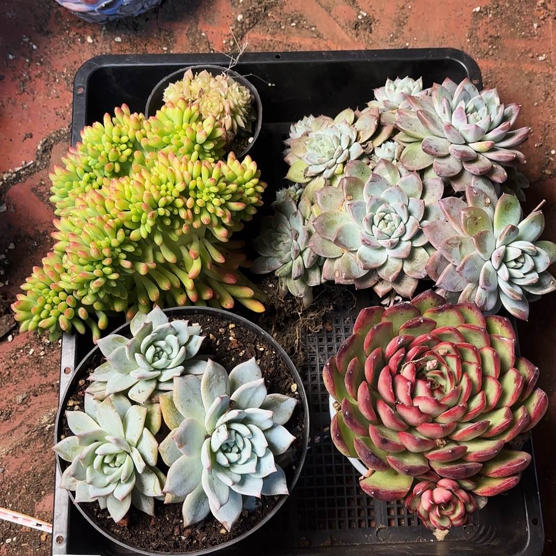 多肉植物框拍462号