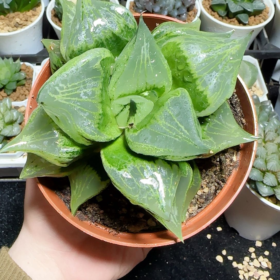 巨无霸裹版若原盆原土