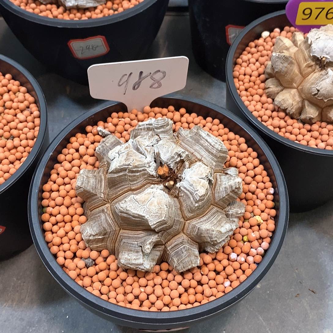 南非龟甲龙龟甲龙