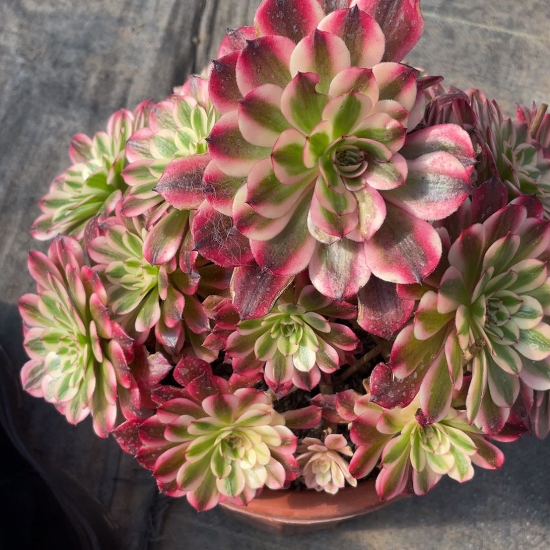 紫砂茶杯2507个哥哥哥哥哥哥哥哥